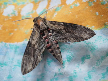 Photograph of pink-spotted hawkmoth also known as sweetpotato hornworm is the family of sphingidae