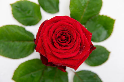 Close-up of red rose