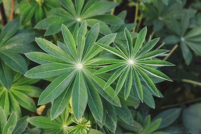 High angle view of green leaves