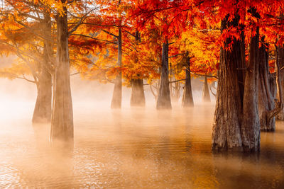 Scenic view of lake during autumn