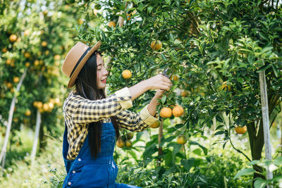 Young woman harvesting oranges in orchard