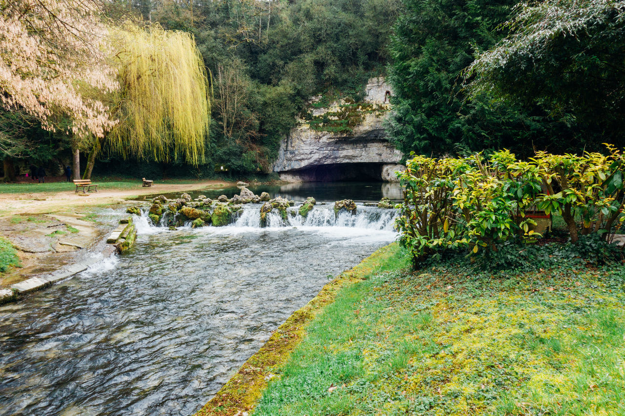 PLANTS GROWING IN STREAM