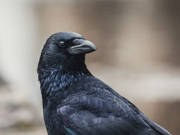 Close-up of a bird