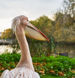 Close-up of swan on lake against sky