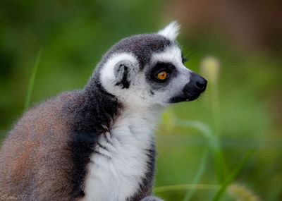 Close-up of meerkat