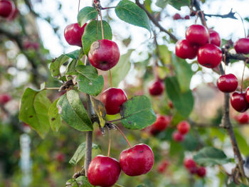 Close-up of apples growing on tree