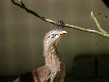 Close-up of bird in zoo