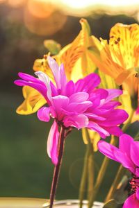 Close-up of pink crocus flowers