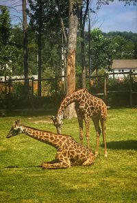 View of giraffe in zoo