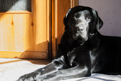 Close-up portrait of a dog at home