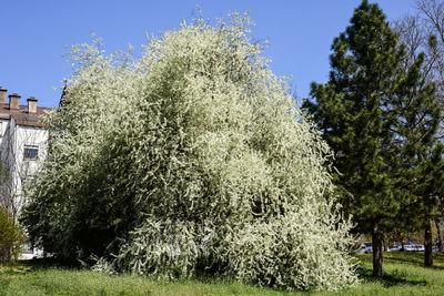 View of flowering plants and trees against sky