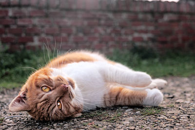 Close-up of a cat resting