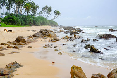 Beach with playing dogs. palm trees.