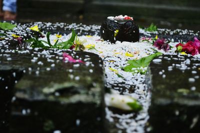 Close-up of flowering plants against blurred background