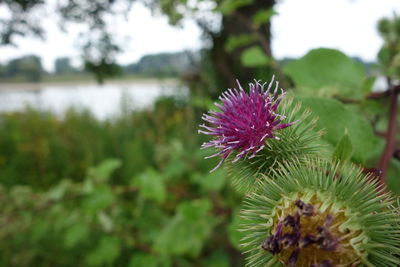 Close-up of pink flowering plant
