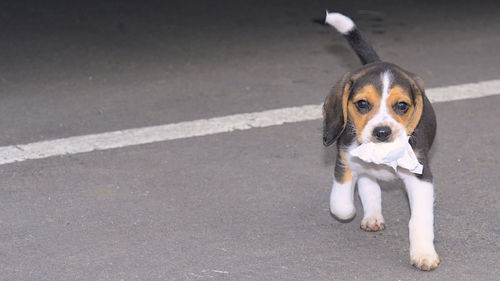 pet