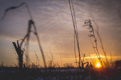 Plants growing on field at sunset