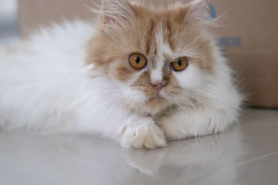 Close-up portrait of white cat at home