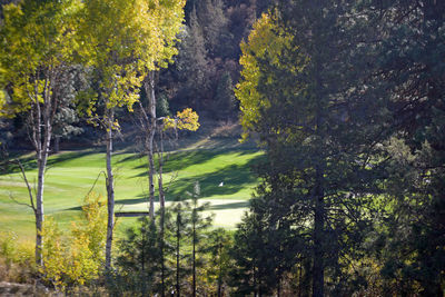 Scenic view of forest