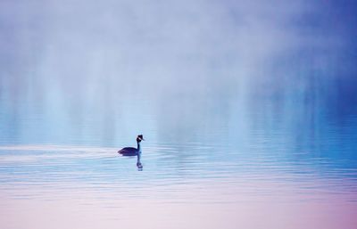 View of a duck swimming in lake