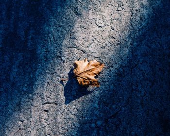 Close-up of dry maple leaf on street