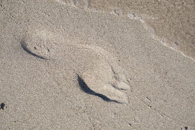 High angle view of lizard on sand at beach