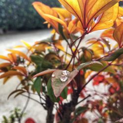 Close-up of butterfly on plant