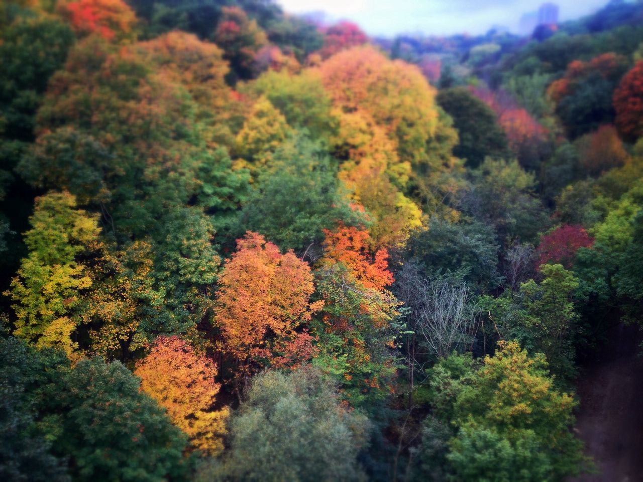 tree, growth, beauty in nature, nature, tranquility, autumn, forest, tranquil scene, scenics, change, season, lush foliage, mountain, plant, green color, non-urban scene, orange color, outdoors, day, idyllic