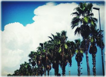 Low angle view of palm trees against sky