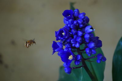 Close-up of bee on purple flower