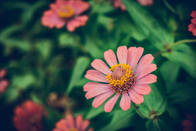 Close-up of pink flower