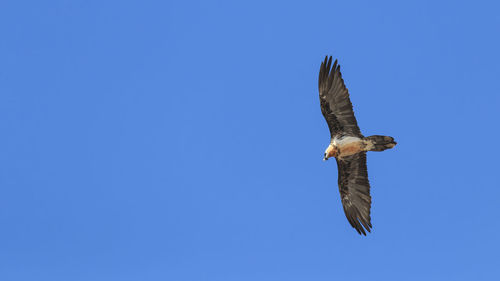 Bearded vulture gypaetus barbatus also known as lammergeier or bearded vulture flying in china