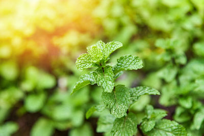 Close-up of green flowering plant