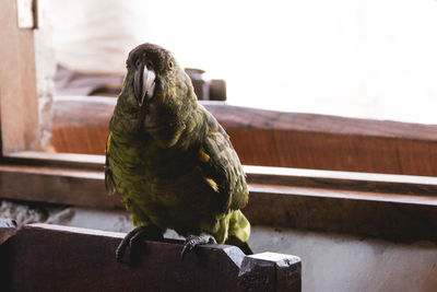 Close-up of bird perching on railing