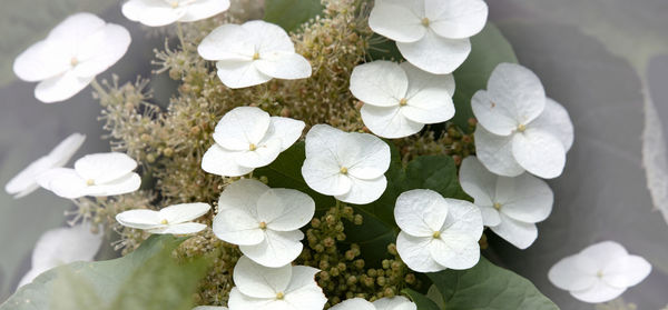 High angle view of white hydrangea flowers
