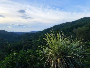 Plants growing on land against sky