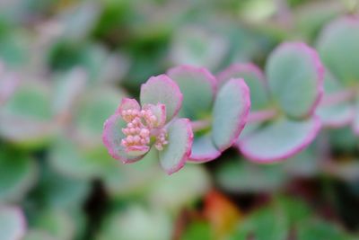 Close-up of pink flowers blooming outdoors