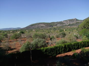 Scenic view of field against clear blue sky