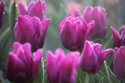 Close-up of pink flowering plants