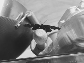 Close-up of insect on glass