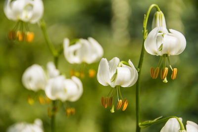 Close-up of white flowering plants on field