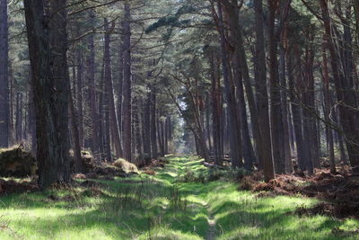 Trees growing in forest