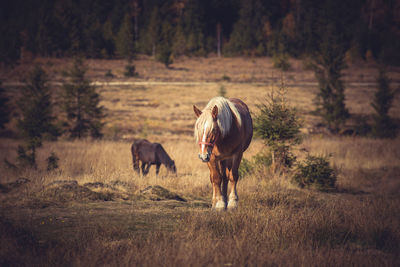 Horses in a field