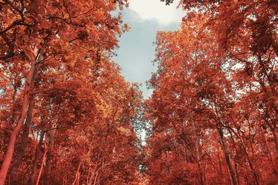 Low angle view of autumnal trees against sky