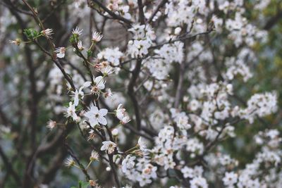 Close-up of white cherry blossom tree