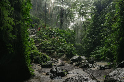 Scenic view of forest