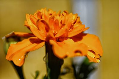 Close-up of orange day lily blooming outdoors