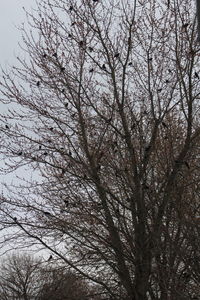 Low angle view of bare trees against sky