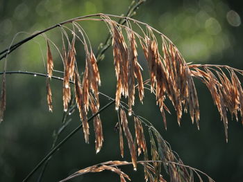 Close-up of stalks in field