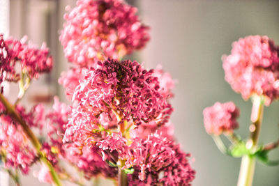 Close-up of pink flowers